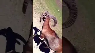 Zoo Trip