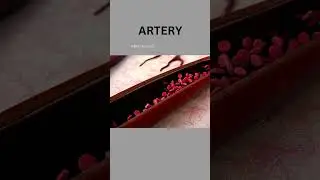 BLOOD FLOW IN AN ARTERY AND SPASMS IN AN ARTEY 🧑&zwj;⚕️⭐#healthfield #artery #medicineknowledge