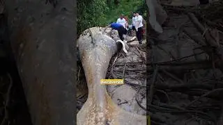 Whale in the Amazon? The Bizarre 2019 Discovery!