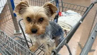 Walmart with mommy 🐶🐾💙