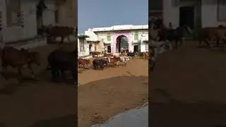 गौशाला ४ (कामधेनु) नाथद्वारा श्रीनाथजी राजसमंद उदयपुर राजस्थान