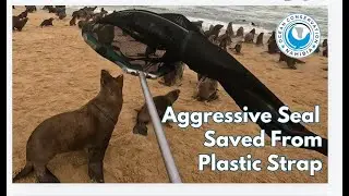Aggressive Seal Saved From Plastic Strap
