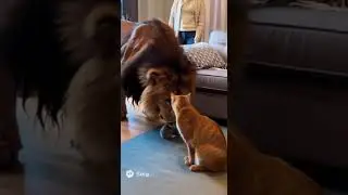 This Lion's Love Will Melt Your Heart