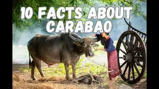 10 невероятных фактов о карабао &ndash; лучшем друге филиппинских фермеров