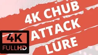 4K CHUB ATTACK ON A CRANK BAIT