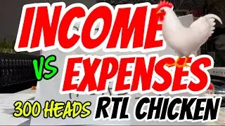 Is Raising 300 Chickens Profitable? Income Vs Expenses Analysis!