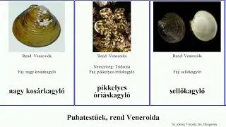 Puhatestűek, rend Veneroida nagy mollusca aculeata &oacute;ri&aacute;skagyl&oacute; sellőkagyl&oacute; h&uuml;velykagyl&oacute;f&eacute;l&eacute;k Bobby