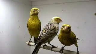 Lizard canary breeding 2022