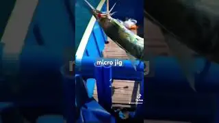 Micro Jig Fishing