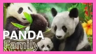 Panda Family l Panda l Baby Panda l English Cartoons