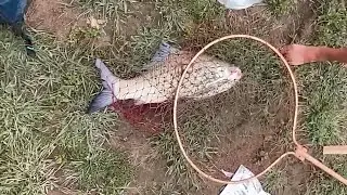 A 10 pounder catla caught from Nsonji lake. #fishing 