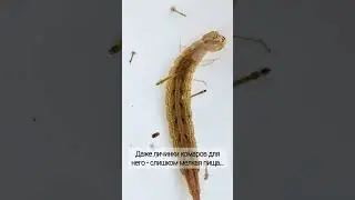 Личинка жука-плавунца Cybister lateralimarginalis #insects #насекомые #nature #энтомология #жук