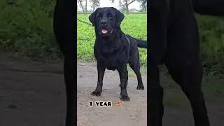 45 days Vs 1 year Black Labrador transformation #feed #dog #shots #labrador #trasformation #black