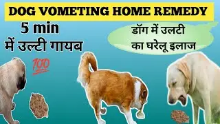 Dog Vomiting Home Remedy | Dog Vomiting Home Treatment In Hindi | kutte me ulti ka ilaj kaise kare |