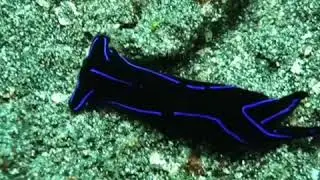 Close Shot On An Incredibly Beautiful Blue Velvet Head-shield Sea Slug