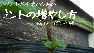 ミント・イエルバブエナを摘心・ピンチ編 - モヒートガチ勢のためのミントの増やし方