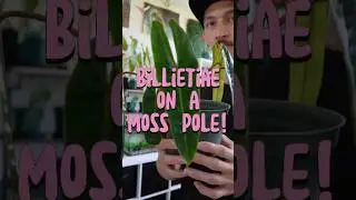 Put my Philodendron Billietiae on a moss pole&hellip;FINALLY 🤪🪴
