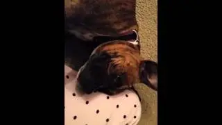 Lilly the Boxer 30 days pregnant