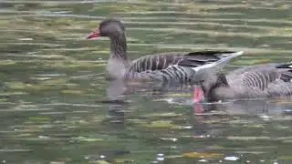 Eastern greylag goose (Anser anser rubrirostris) at Tierpark Berlin