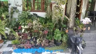 Sitout garden tour //home garden #indoorplants #flowers #gardening #plants