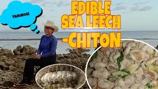 Edible Sea Leech! -CHITON ||TARUKOG||