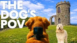 Soothing DogTV - 10hrs 🐾🐶 Country Park Virtual Dog Walk - GoPro on a Dog  | 🌲🐾 Dog POV