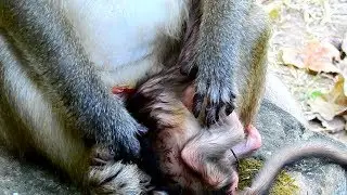 Update Newborn Baby! Very Pity Baby Monkey Mother Doing Like this! Please Care Baby!