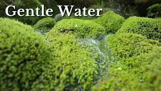 Gentle Stream and Mossy Calm ASMR - No Birds or Music