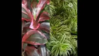 Drecina plant Varieties ! ड्रेसिना प्लांट वेरायटी!!#gardening #plants