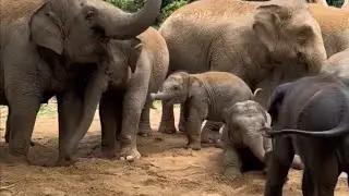 Sand Bath Fun! Baby Elephant Family Beach Day