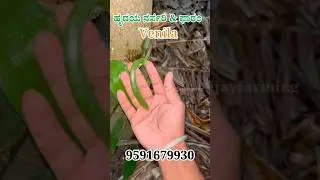 Vanilla plant 🌱ವಾನಿಲ್ಲ