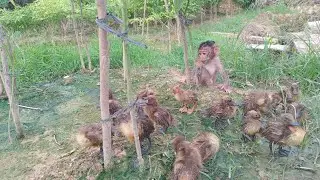 Bayi monyet prematur yang ditinggalkan ibunya butuh asih