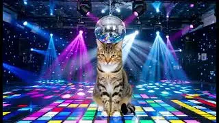 Disco Cats in Space, Fun song, kids videos for kids, kids songs, kids cartoons, kids tv, kids movies