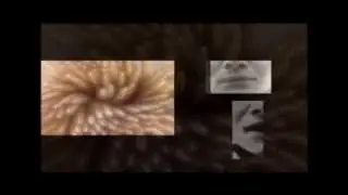 SE Animals Demo 1.1