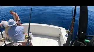 Oregon Inlet White Marlin
