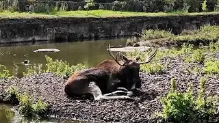 La Dernière Frontière à Pairi Daiza (2/9) 🐻