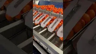 Automated citrus 🍊weigher @newtec #agriculturetechnology