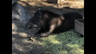 Documental: El Tapir Amazonico