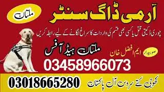 Army Dog Center Multan | Khoji Dogs In Multan | Official - Army dogs Multan