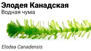 Элодея Канадская, водная чума (Elodea canadensis) Wasserpest. Та самая водоросль елочка на пруду