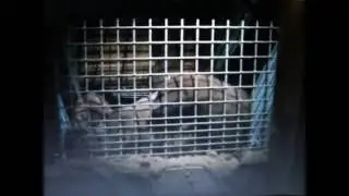Lichty Fur Farm   Ontario, Canada   undercover footage
