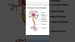 nervous tissue diagram# short #short information