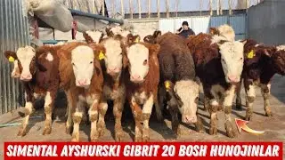 20 Bosh Tozza Qonli Hunojinlar Keldi Siddiq Akaga 