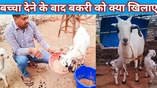 बच्चा देने के बाद बकरी को क्या खिलाए | What to Feed a Goat After Birth #goat #feed #givingbirth
