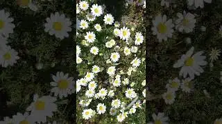 #daisy #daisies #flowers #flores#spring #primavera #aesthetics #youtube #youtubeshorts #joellebadawi