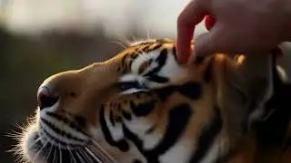 ✩₊&deg;.⋆☾⋆⁺₊✧ ASMR Tiger Petting 4k