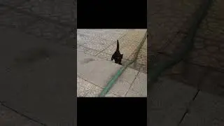 Her first Jump #cat #kitten