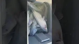 Last fishing trip of this Kentucky Lake, small boat adventure jugging for catfish.
