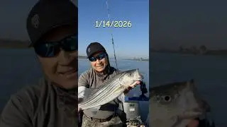 Striper Fishing DWC. Join Us, We On Da Move!  #Fishing #ShortVideo #Subscribe #Like #Striper