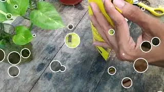 Use of Fruit fly trap